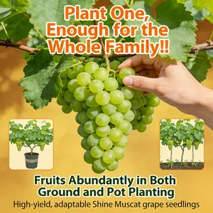 Sunshine Rose Grape Saplings | Easy-to-Grow Fruit Trees for Home Gardeners | Suitable for Beginners | Balconies, Patios, and Yard Gardening | Healthy and Eco-Friendly