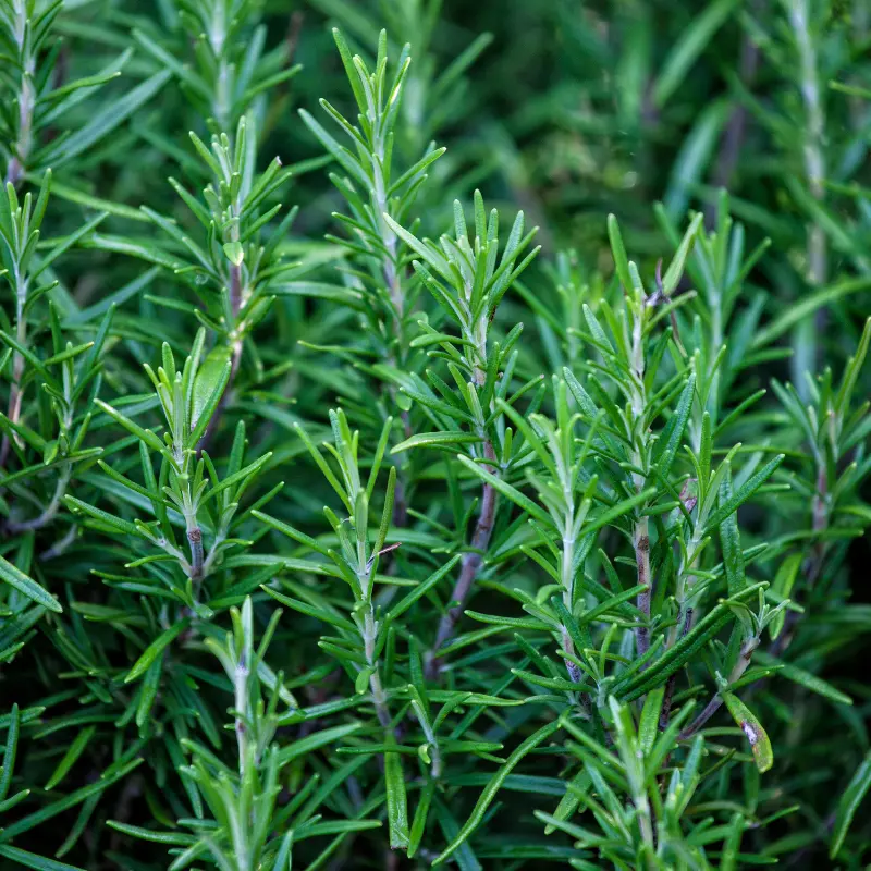 Rosemary Organic Seeds (Salvia rosmarinus) – An aromatic, perennial herb perfect for culinary use and pollinator gardens.