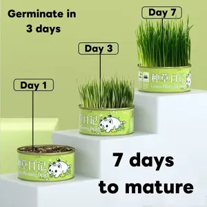 WhiteBear Indoor Cat Grass Growing Kit - Organic cat grass seeds, simply open the can and add water for growth (non-GMO) - Locally sourced seeds!