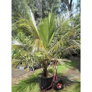 High Plateau Coconut Palm - Live Plants in 4 Inch Pots - Beccariophoenix Alfredii - Extremely Rare Ornamental Cold Hardy Coconut Palm