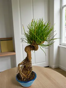 Handcrafted Japanese Black Pine Bonsai Tree – Miniature Evergreen with Exposed Root Style,Indoor Live Plant with Pot,Gift for Home Office Decoration