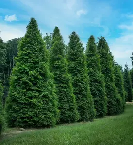 Green Giant Arborvitae 4-inch pot - Garden Plants - Fast Growing Evergreen Tree
