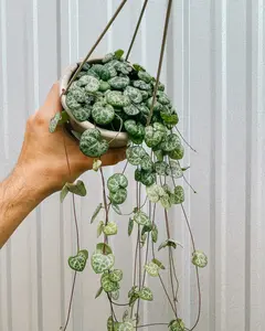 4.5" Ceropegia Woodii 'String of Hearts' (Hanging Basket)