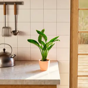 Orange Bird of Paradise