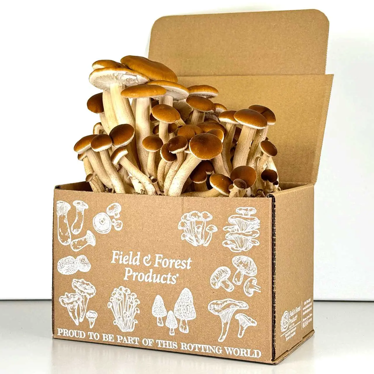 Pioppini Mushroom Table Top Farm