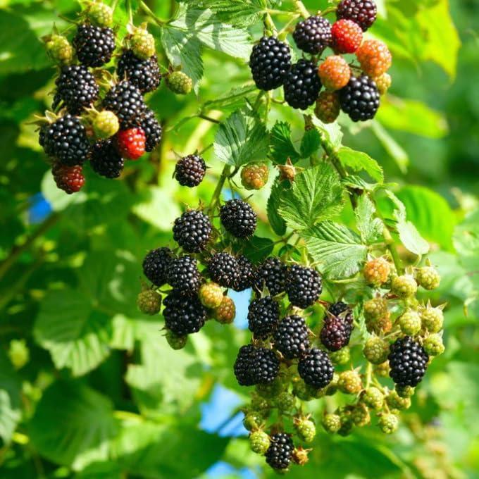 Mixrug Black Raspberry Seeds for Planting Outdoor, 200pcs Organic BlackBerry Seed Non-GMO Heirloom Sweet Edible Fruit, Sweet Juicy Fruits Plants in Your Home Garden