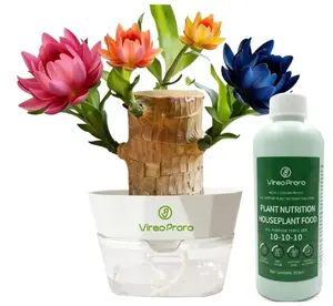 2026 Lucky Brazilian Wood Potted Plant – Mini Brazil Wood for Hydroponics, 2025 New Desktop Decor with Plastic Tray Gift Ornaments