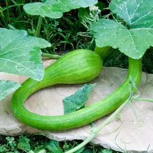 Squash Seeds - Climbing Zucchini, Tromboncino