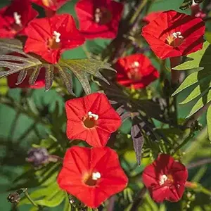 500 Pcs Climber Vine Seeds - Annual, Versatile, Hardy & Low Maintenance, Flower Seeds for Planting Vibrant Red Trumpet