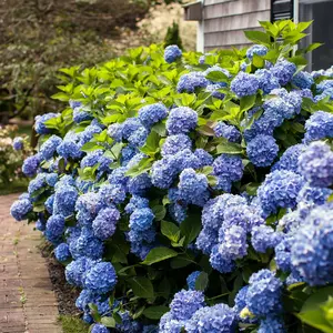 Endless Summer Hydrangea