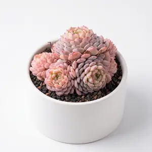 Live Multi-Head Hani Echeveria Succulent, Fully Rooted Vibrant Orange Rosette with Red Tipped Leaves, Low Maintenance Beginner Friendly Indoor Desktop Decor