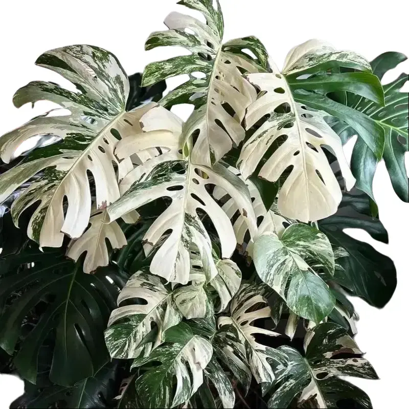 Monstera Albo Tissue Culture - Live Houseplant - Rare Variegated Monstera - Iconic White Variegation - Exotic Tropical Aroid - Splashed, Marbled, Blocky Variegation - Indoor Plant Gift - Embryonic Plantlet - Collectors Item