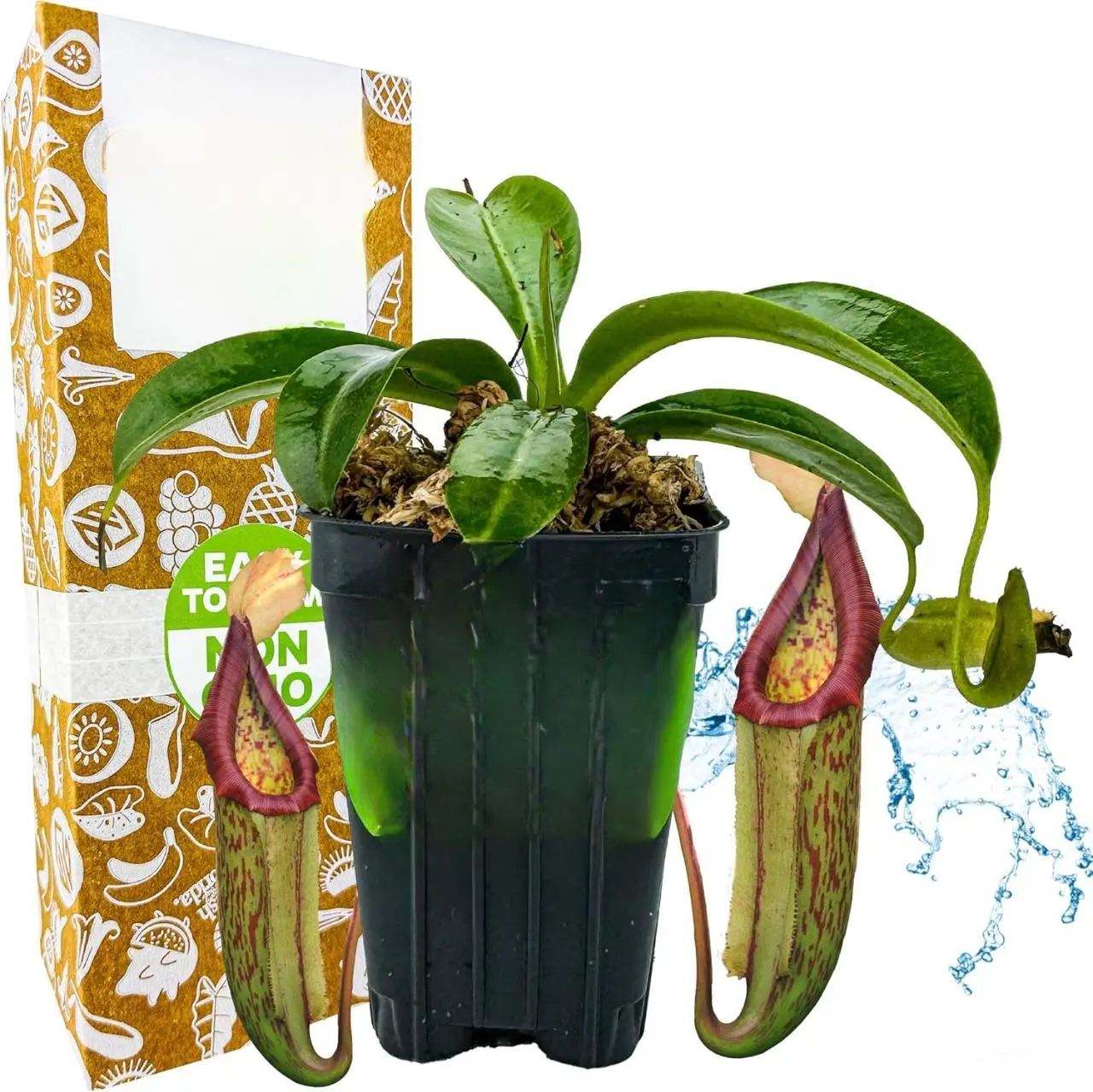 Nepenthes Miranda Carnivorous Pitcher Plant - Starter Plant for Garden Enthusiasts