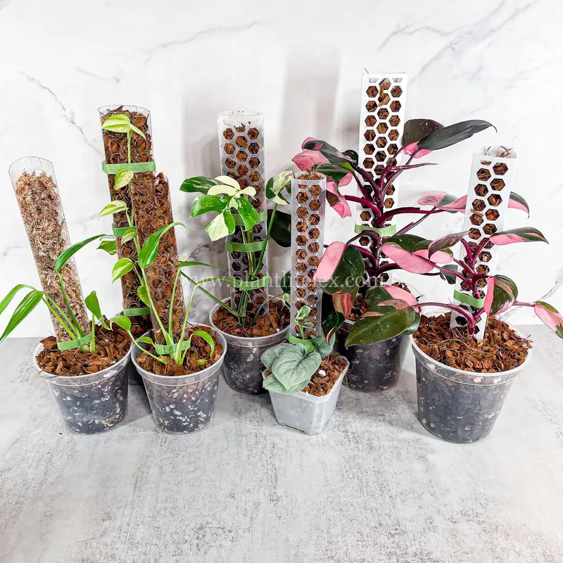 zz plant soil mix ZZ Plant Soil Mix - Houseplant Growing Medium main image 1