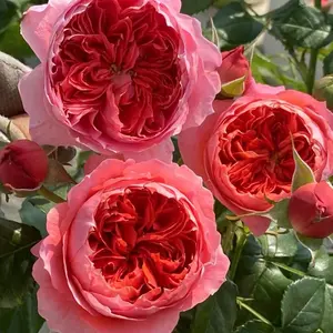 Rose【Vermilion Bowl ｜】-1.5 Gal OwnRoot|Rare New Variety 2022 ｜Color & State - Ever-changing| Peony Bloom| Diverse Flower Pattern| Festive