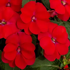 Impatiens SunPatiens® Compact Red - 3.25" Pot