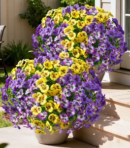 Ivydale 20PCS Artificial Fake Pansy Flowers for Outdoors Spring Summer Decor,Faux Silk Pansies UV Resistant Plants for Front Door Porch Yard Patio Window Box Home Decor(Purple Yellow Gradient Purple)