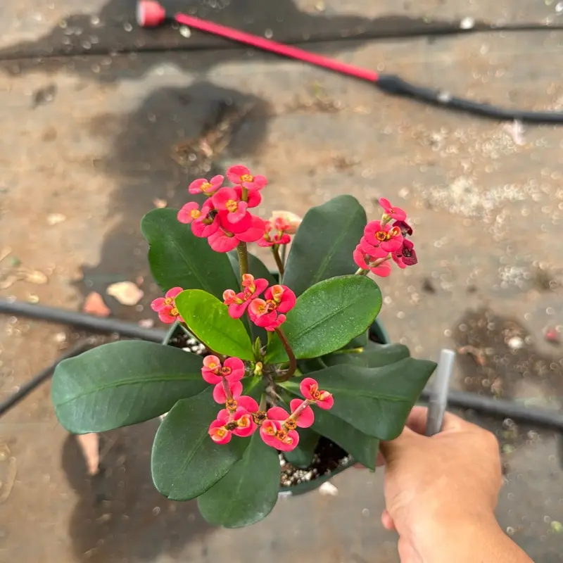 Crown of Thorns 6 inch pot