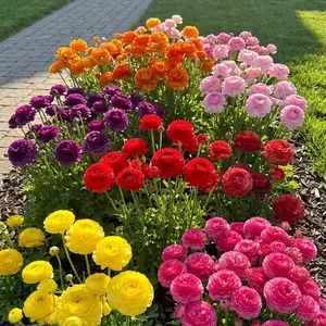 Peony-Style Ranunculus Seeds | Garden Flower Seeds – Bright Blooms for Borders, Containers & Backyard Spaces