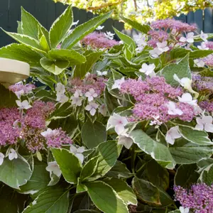 Light O Day Hydrangea