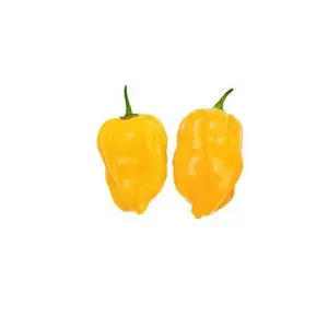 Habanero Yellow Caribbean Seeds - Very Spicy!