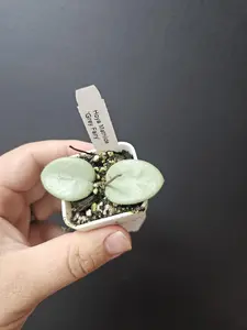 Hoya Mathilde Grey Fairy full silver ROOTED and growing!