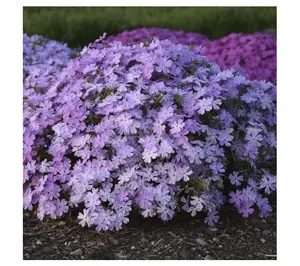 Roberta's Creeping Phlox Spring Bling Pink Sparkles 2pc