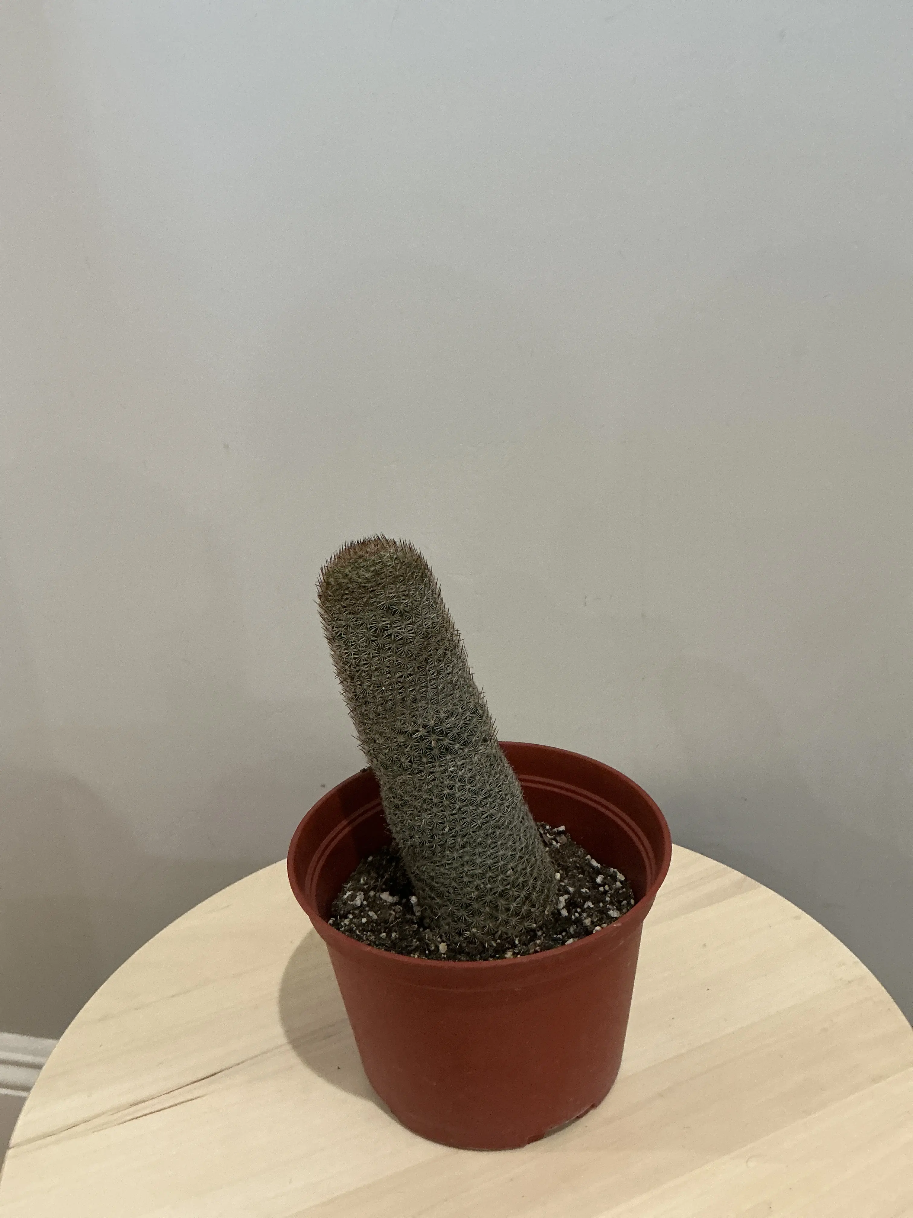 Mammillaria Matudae ‘Thumb Cactus’