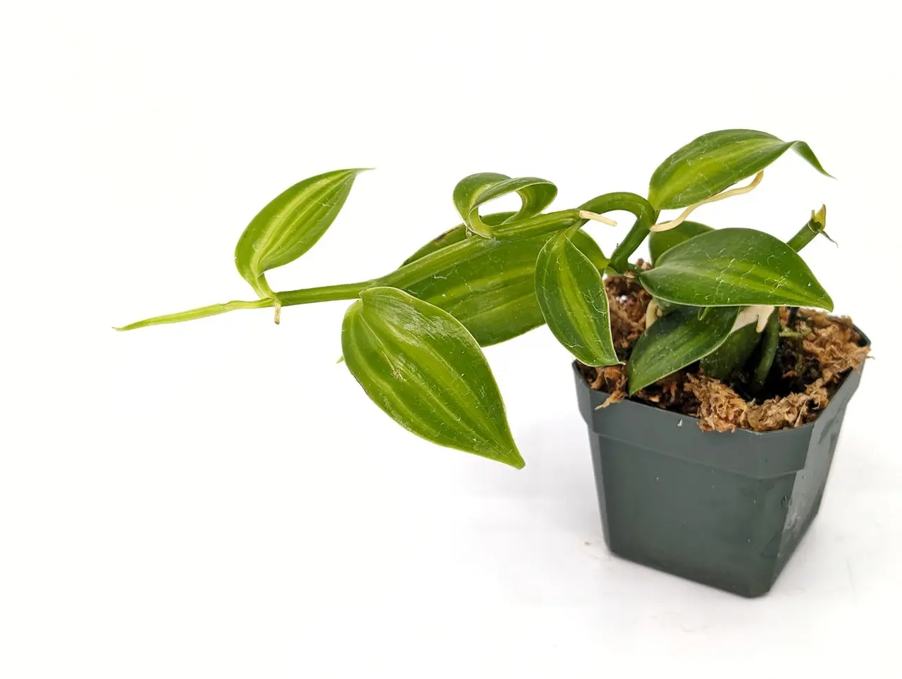 Vanilla planifolia 'Green Variegata'