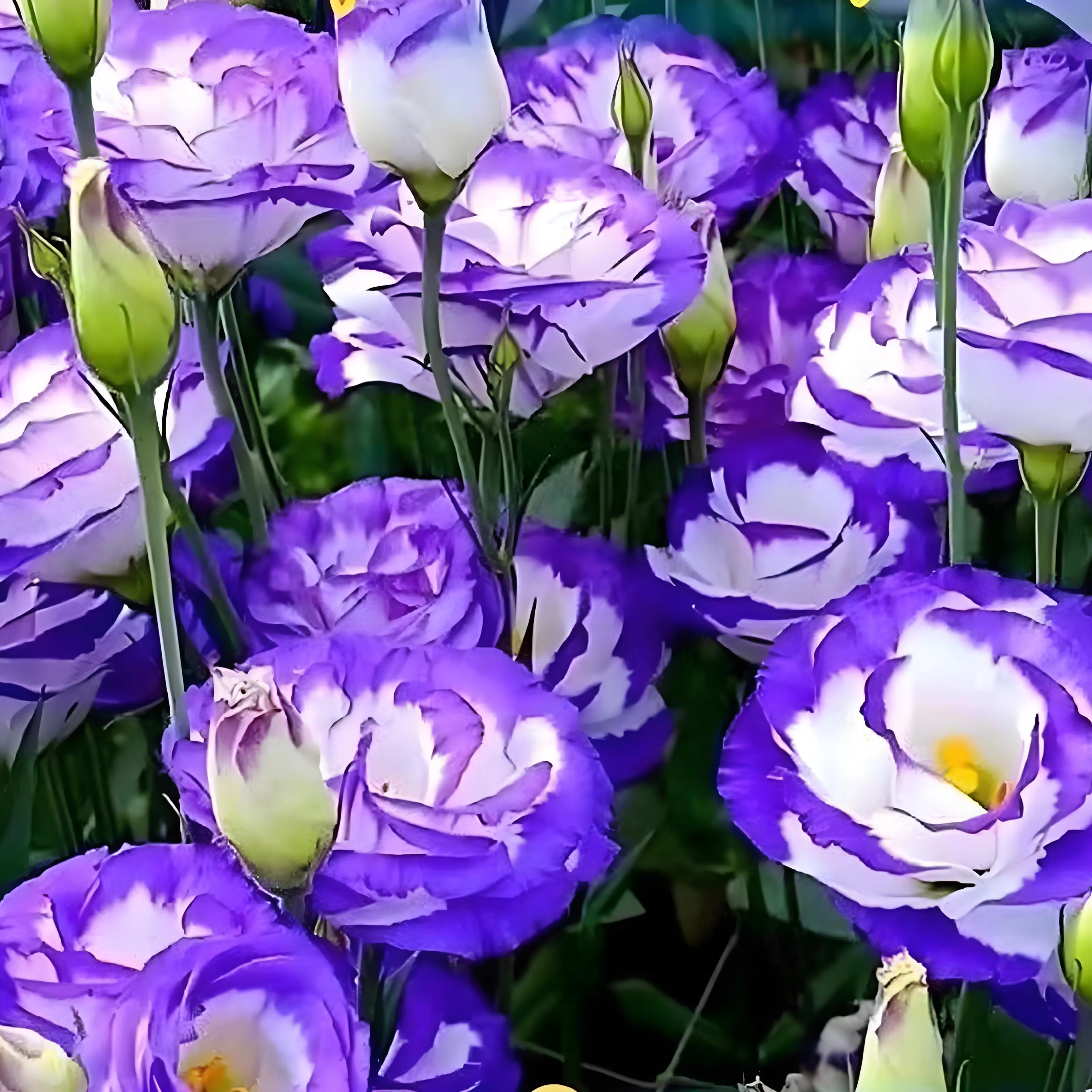 800 +pcs Lisianthus Seeds – Perennial Lisianthus Flowers for Open Pollination Gardens