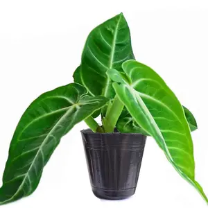 5” Anthurium 'Villenaorum', Uncommon Find, Live Houseplant, Indoor Plant