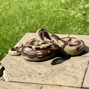 Realistic Large Python Model, Lifelike Wildlife Specimen for Collectors & Education, Prank Gift Idea for Halloween Christmas Thanksgiving Figurine