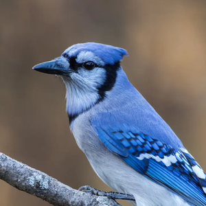 The Big Blue Bird