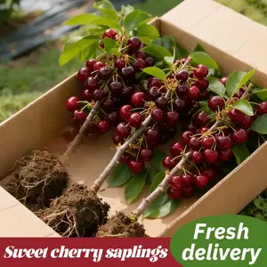 Heirloom Non-GMO Cherry Live Plant Seedlings – Farm Grown Fruit Tree Starter for Home Gardens, Patio Containers & Backyard Orchards, Fast Growing High Yield