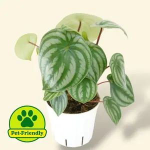 Peperomia Watermelon 4” - Pet Safe House Plant