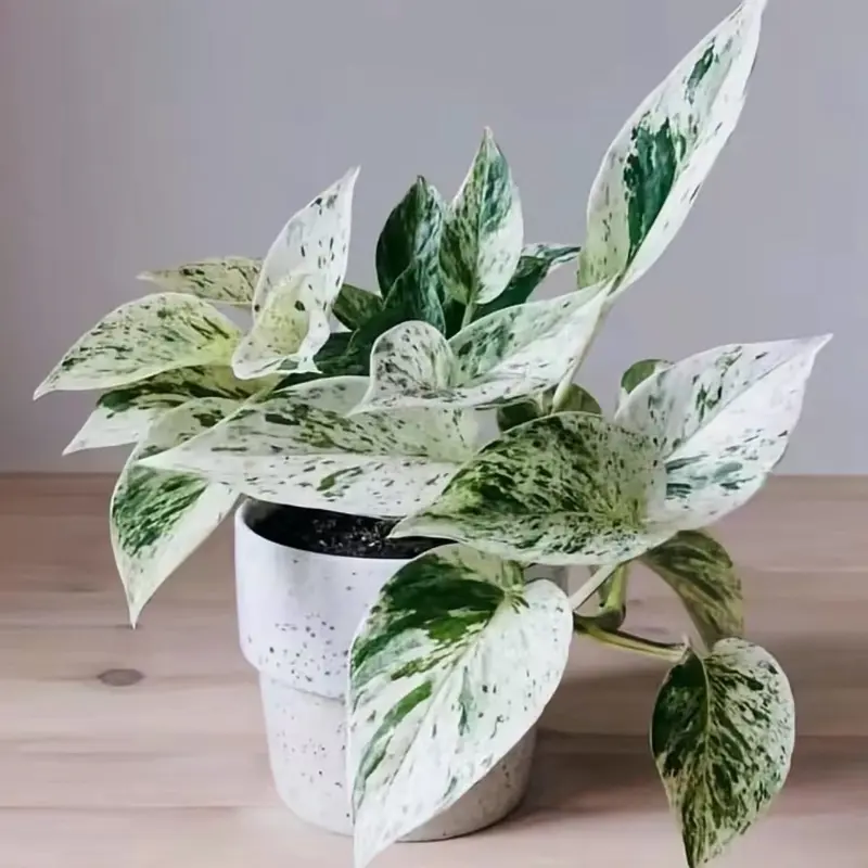 Epipremnum “Snow Queen” Variegated Pothos