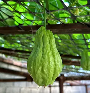 Chayote Veggie Seeds for Planting - Fast-Growing Mexican Squash Vine, Easy to Grow for Backyard & Patio Gardens