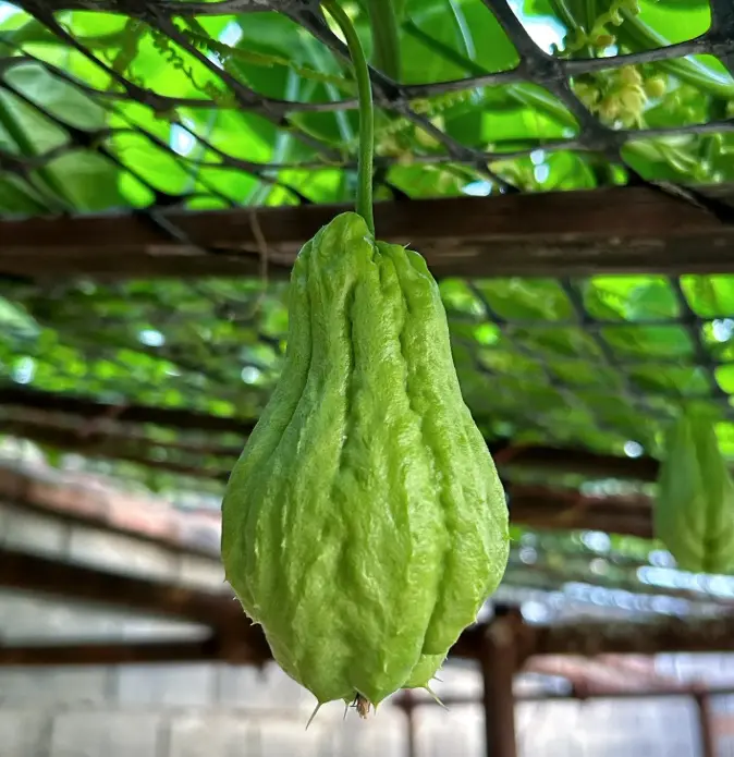 Chayote Veggie Seeds for Planting - Fast-Growing Mexican Squash Vine Seeds, Easy-to-Cultivate for Backyard, Patio Gardens