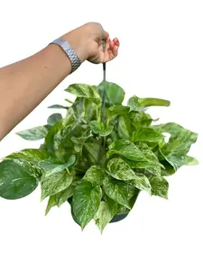 LJ Plant Nursery - Marble Queen Pothos - 8 Inch Hanging basket