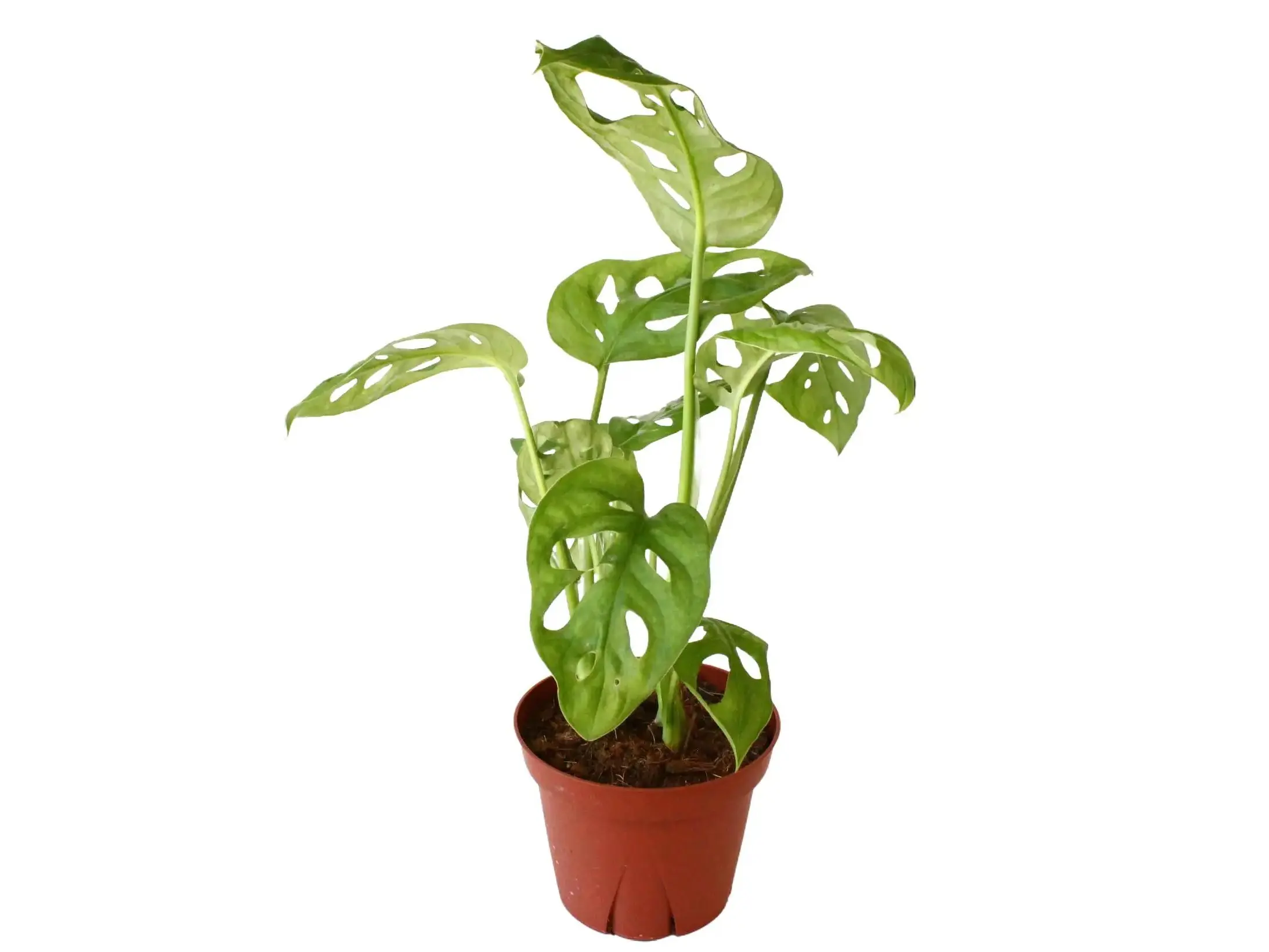 Monstera Adansonii Potted Live Plant 4in - Swiss Cheese Vine - Iconic Fenestrated Leaves - Easy Care Vining Plant - Tropical Jungle Vibe - Fast Growing Climber - Unique Lace-Like Foliage - Beginner Friendly Houseplant