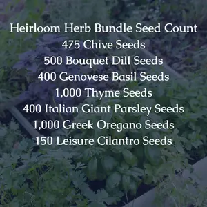 Heirloom Herb Seed Bundle - 475 Chive, 500 Bouquet Dill, 400 Genovese Basil, 1000 Thyme, 400 Italian Giant Parsley, 1000 Greek Oregano, 150 Leisure Cilantro Seeds Open-pollinated Non-GMO