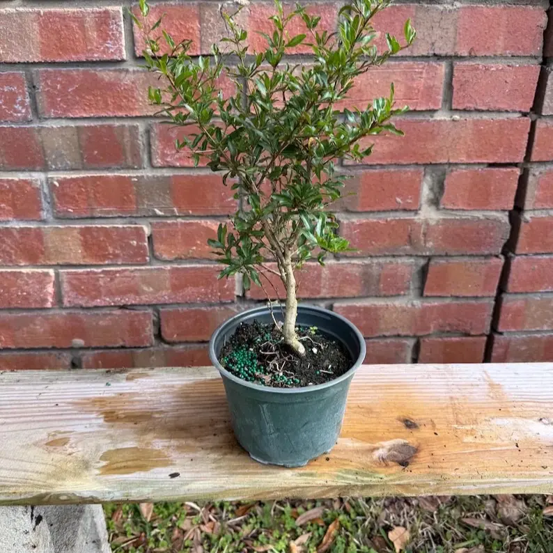 Pomegranate Bonsai Pre Bonsai 6" - Compact Indoor Plant for Home Decor and Gardening