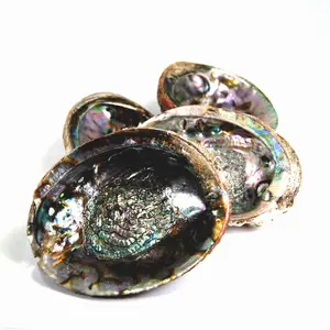 One 5 to 6 Inch Green Abalone Shell for Crafts or Incense Burner Large