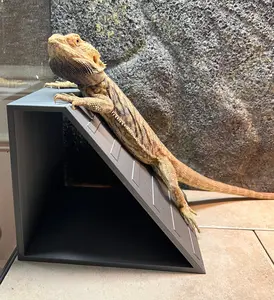 Reptile Ramp