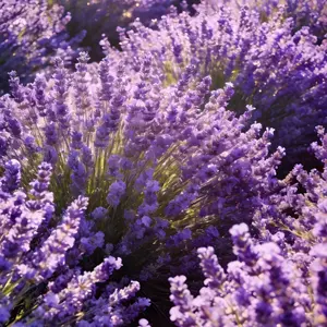 200 Seeds Lavender Flower Seeds for Planting Outdoors, Aromatic Perennial Herb Seeds, Beautiful Purple Blooms for Backyard and Garden Decoration