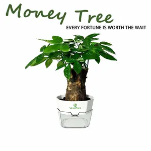 Money Tree Plant – Lucky Wealth Feng Shui Indoor Plant, Natural Wood Base 10cm x 7–8cm Decoration Items Home Decor Ornaments Home Decore Wooden Houseplants Tropical Bonsai