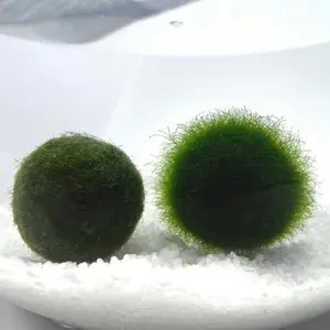 Large 1.5cm Marimo Moss Ball in Exploding Period - Round and Grow Slow - Japanese Algae Ball Plants for beginner carefree plants best indoor plants ideas Marimo Moss Ball Aquarium Plants mossplantpetaquariumdesk pebbles floating aquarium plants aquatic pl