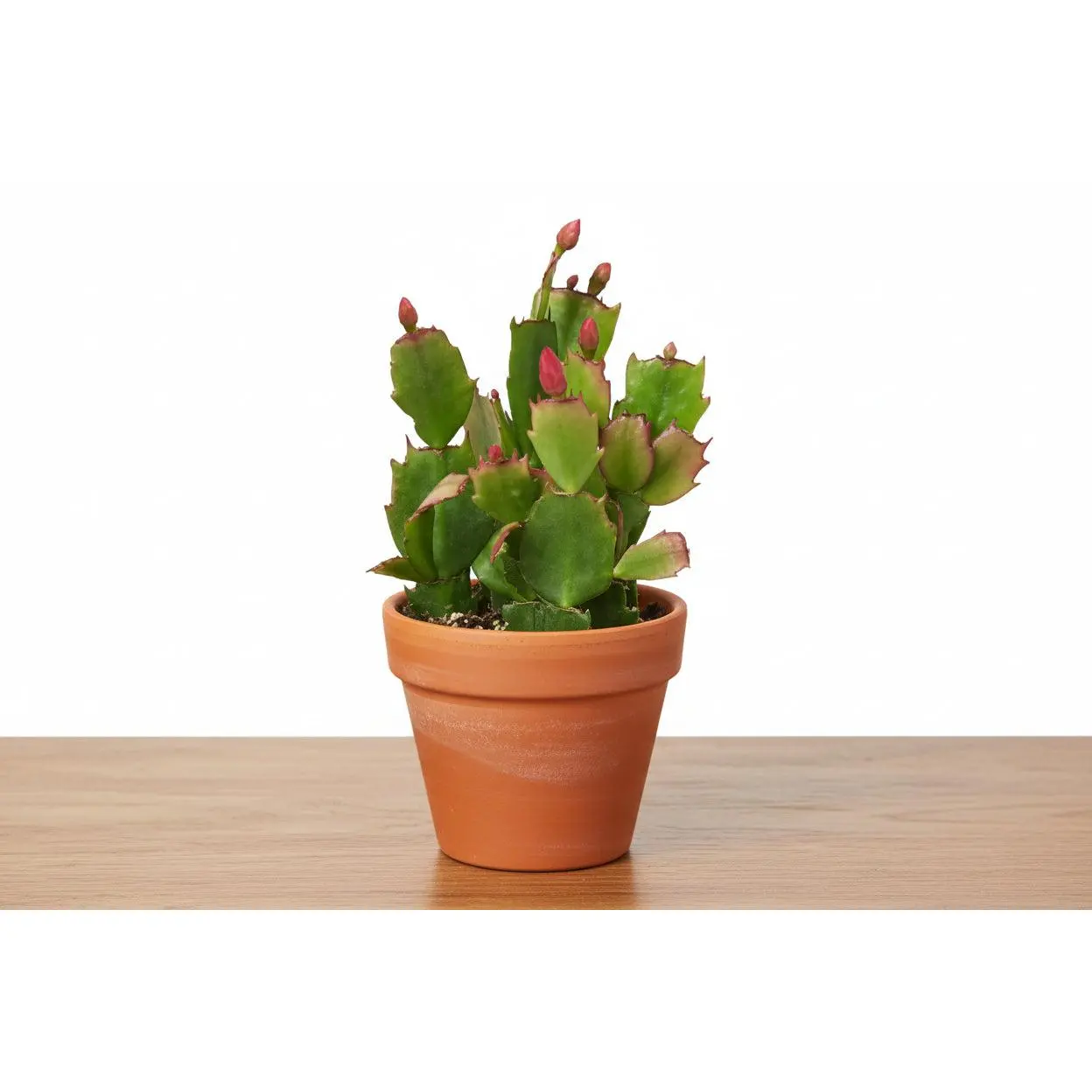Zygocactus 'Christmas Cactus'