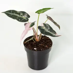 Alocasia Pink Bambino 4" Live Plant | Alocasia Corm Bambino Pink Variegated Rooted | Rare Indoor Tropical House Plants | Plant Gifts