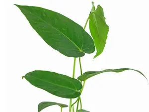 Anthurium waterburyanum (seedling)